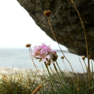 Refuge + Resilience Online Community